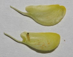 Polhillia xairuensis