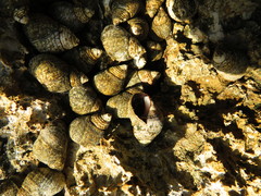 Littorinimorpha