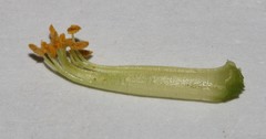 Polhillia xairuensis