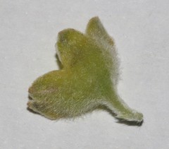 Polhillia xairuensis