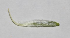 Polhillia xairuensis
