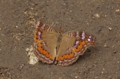 Precis octavia octavia