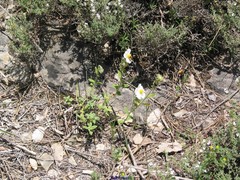 Helianthemum asperum