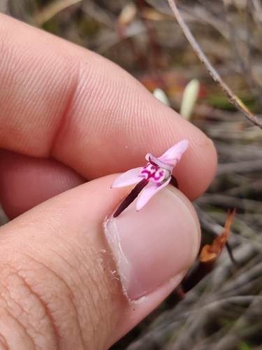 Rigid Disa (Disa inflexa)