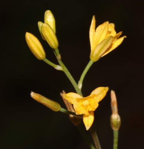 Bulbine praemorsa