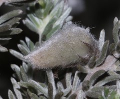 Aspalathus eustonbrownii