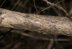 Aspalathus eustonbrownii