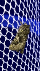 Behrensia conchiformis