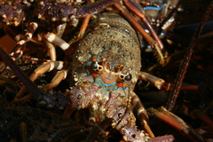Panulirus homarus
