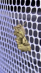 Behrensia conchiformis