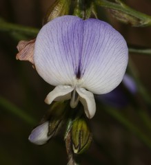 Psoralea usitata