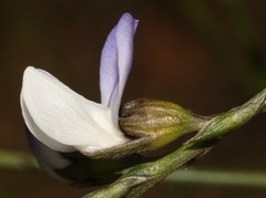 Psoralea usitata