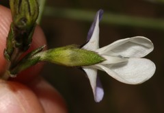 Psoralea usitata