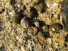 Littorinimorpha