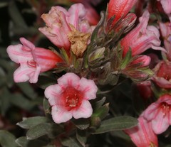 Lobostemon curvifolius