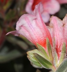 Lobostemon curvifolius