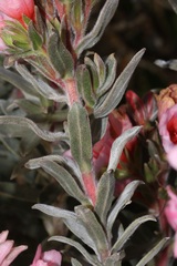 Lobostemon curvifolius