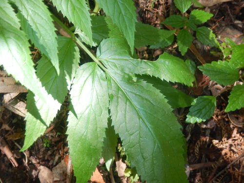 Sambucus gaudichaudiana (Sambucus gaudichaudiana)