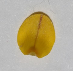 Aspalathus incompta
