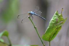 Chalcostephia flavifrons