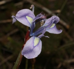 Moraea tripetala tripetala