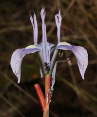 Moraea tripetala tripetala