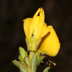Liparia striata