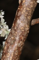 Polhillia xairuensis