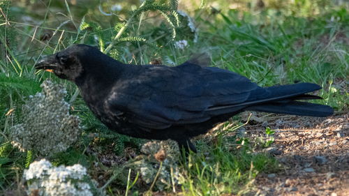 Common Raven photographed in Washington