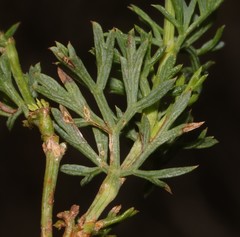 Notobubon collinum