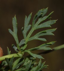 Notobubon collinum