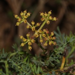 Notobubon collinum