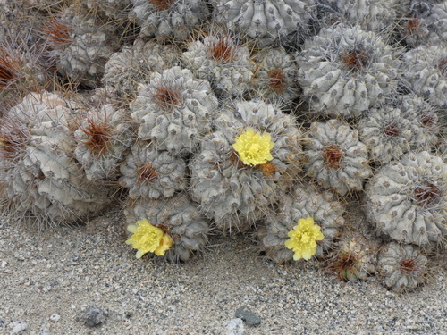 Copiapoa ahremephiana