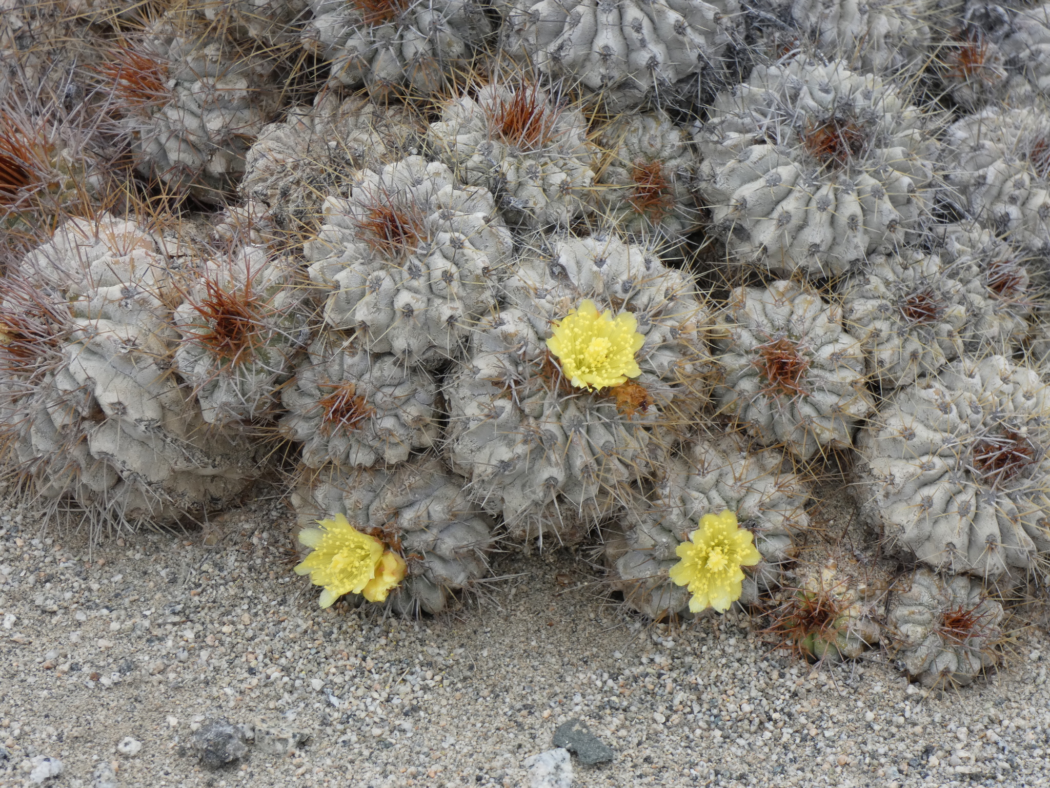 Copiapoa ahremephiana
