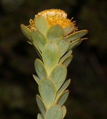 Leucadendron coriaceum