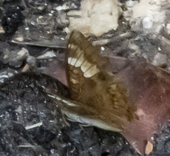 Tanaecia pelea