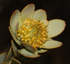 Leucadendron coriaceum