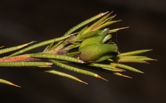 Euchaetis longicornis