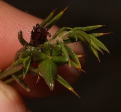 Euchaetis longicornis