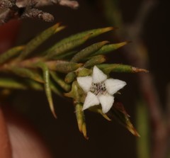 Euchaetis longicornis