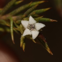 Euchaetis longicornis