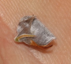 Aspalathus eustonbrownii