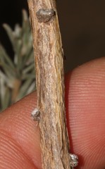 Aspalathus eustonbrownii