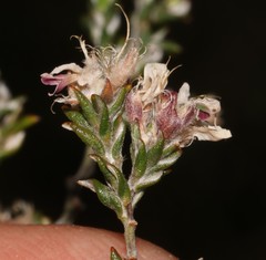 Amphithalea ciliaris