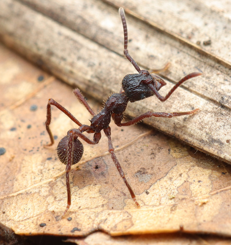 Apterostigma megacephala
