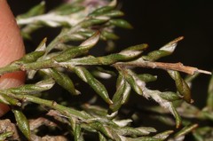 Amphithalea ciliaris
