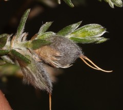Amphithalea ciliaris