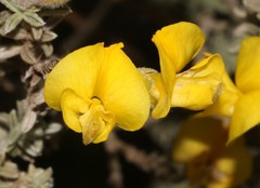 Polhillia xairuensis