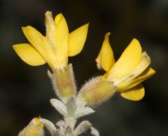Polhillia xairuensis