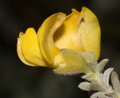 Polhillia xairuensis